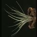 Tillandsia fasciculata-2842