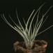 Tillandsia fasciculata-2842
