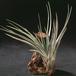 Tillandsia fasciculata-2843