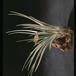 Tillandsia fasciculata-2843