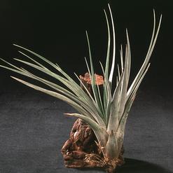 Tillandsia fasciculata