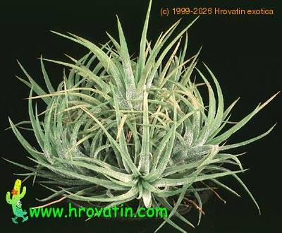 Tillandsia ionantha 2844