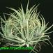 Tillandsia ionantha 2844