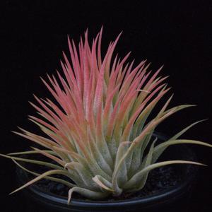 Tillandsia ionantha f. rubra