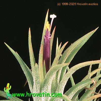 Tillandsia ionantha flower 2845