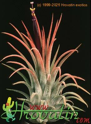 Tillandsia ionantha 'fuego' 1815