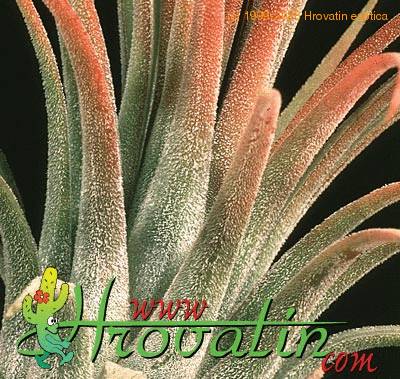 Tillandsia ionantha 'fuego' closeup 1817