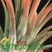Tillandsia ionantha 'fuego' closeup 1817