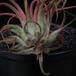 Tillandsia ionantha fusarium-SIm