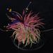 Tillandsia ionantha oprijemalne koreninice