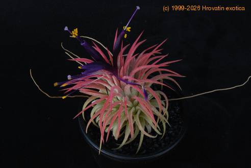 Tillandsia ionantha oprijemalne koreninice
