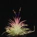 Tillandsia ionantha rubra RBT