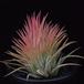 Tillandsia ionantha rubra-SIb