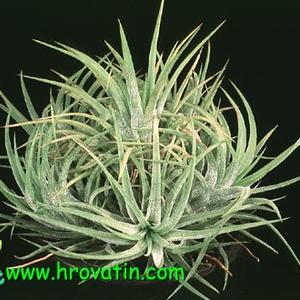 Tillandsia ionantha