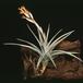 Tillandsia ixioides-2846