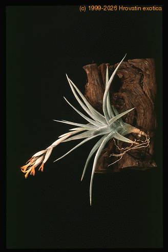 Tillandsia ixioides-2846