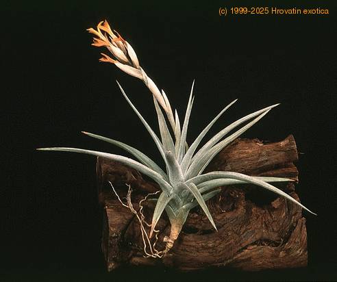 Tillandsia ixioides-2846