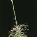 Tillandsia latifolia 2847