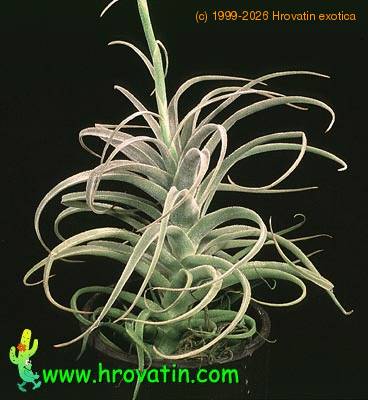 Tillandsia latifolia closeup 2848
