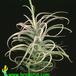 Tillandsia latifolia closeup 2848