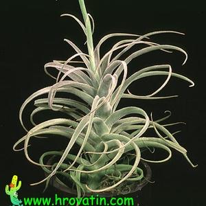 Tillandsia latifolia