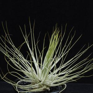Tillandsia magnusiana