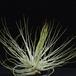 Tillandsia magnusiana RBT