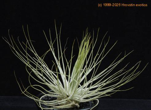 Tillandsia magnusiana RBT