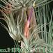 Tillandsia matudae 1805