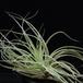 Tillandsia matudae RBT