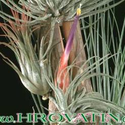 Tillandsia matudae