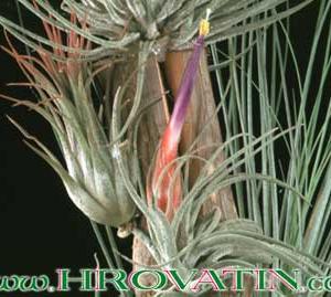 Tillandsia matudae