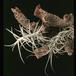 Tillandsia paleacea-2853