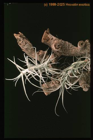 Tillandsia paleacea-2853