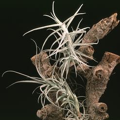 Tillandsia paleacea