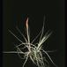 Tillandsia schiedeana-2854