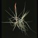 Tillandsia schiedeana-2854