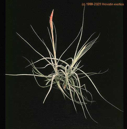 Tillandsia schiedeana-2854