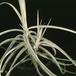 Tillandsia schiedeana-2855