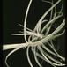 Tillandsia schiedeana-2855