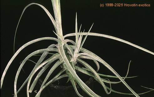 Tillandsia schiedeana-2855
