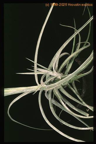 Tillandsia schiedeana-2855
