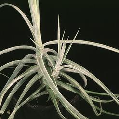 Tillandsia schiedeana