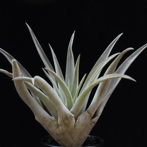 Tillandsia sphaerocephala