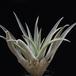 Tillandsia sphaerocephala RBT