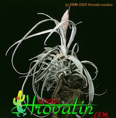 Tillandsia streptophylla 1808