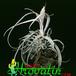 Tillandsia streptophylla 1808