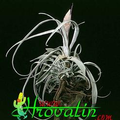 Tillandsia streptophylla
