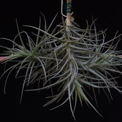Tillandsia stricta