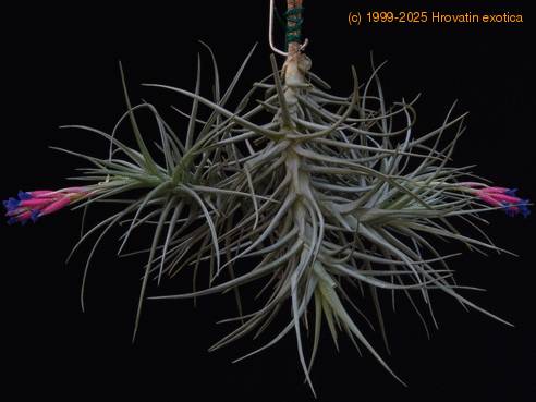 Tillandsia stricta-SIb